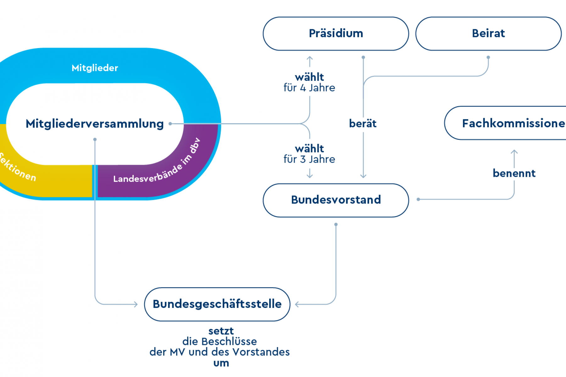 Organigramm des dbv