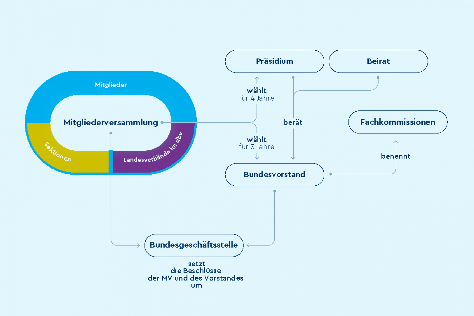 Organigramm des dbv