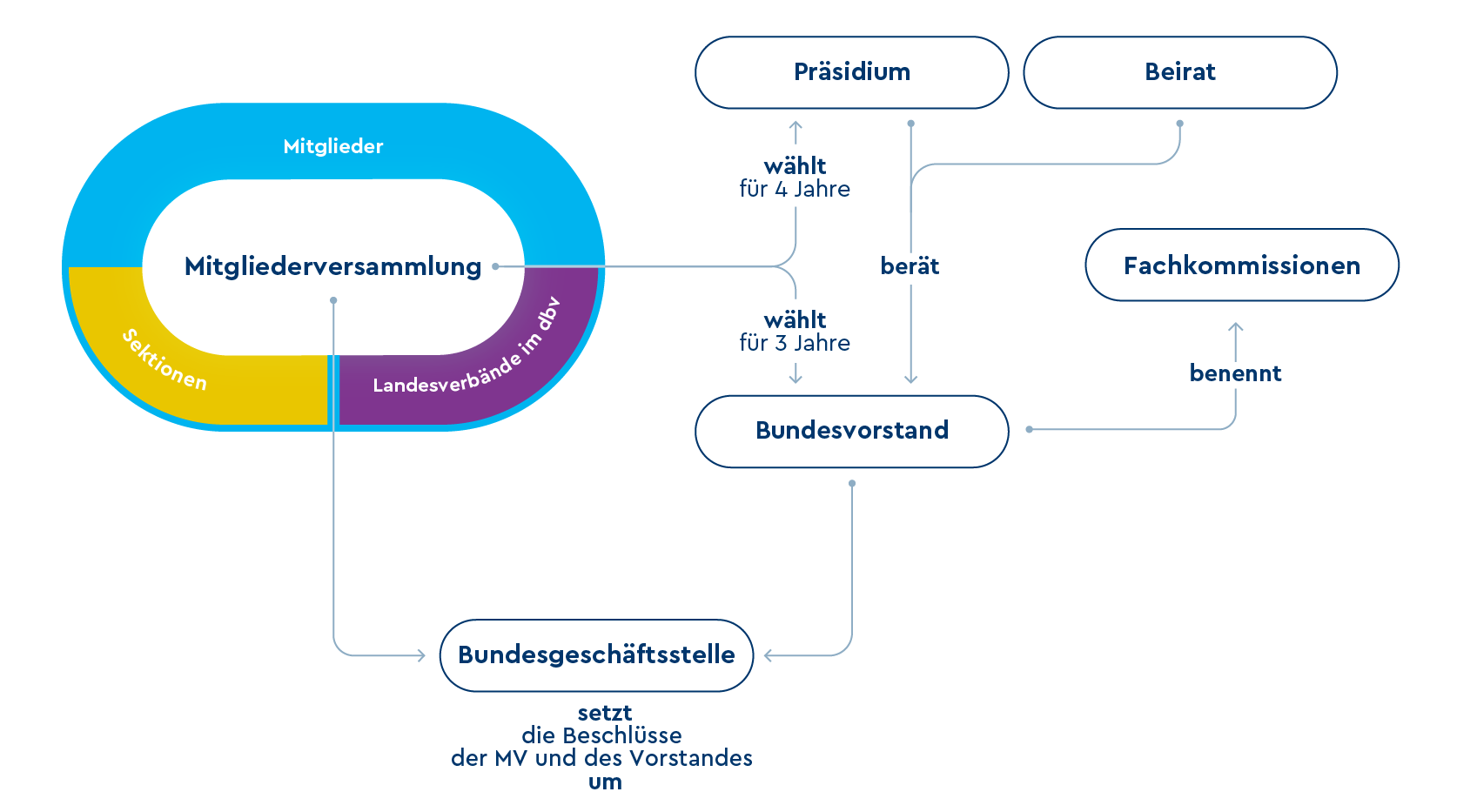 Organigramm des dbv